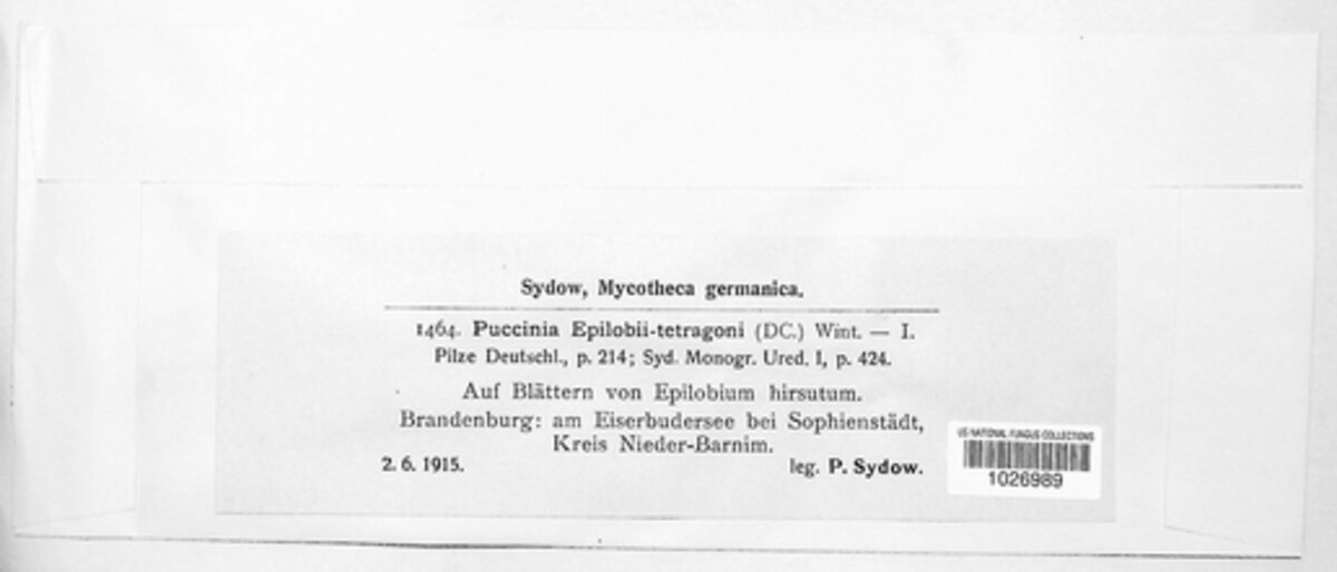 Puccinia epilobii image